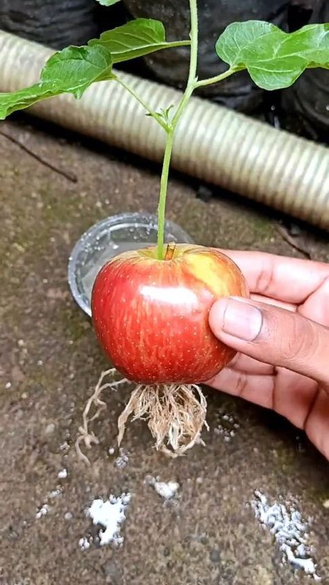 Apple Pie Apples, Recipe Apple Pie, Watch Wallpaper Apple, Apples Recipes, Apple Tree From Seed, Apple Plant, Flower Power Fashion, Growing Vegetables In Pots, Grow Garden