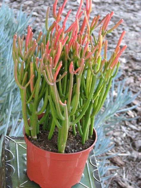 If you're looking to add a living pop of color to your home, try bringing home a Euphorbia Tirucalli plant, also known as firesticks. Pencil Cactus, Crazy Houses, Weird Plants, Large Flower Pots, Dish Garden, Starting A Garden, Desert Garden, Unusual Plants, Unique Plants