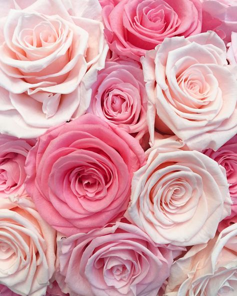 pink roses are perfection Pink Aesthetic Roses, Pink Roses Background, Flower Aesthetics, Roses Photography, Flowers Garland, Garden Screen, Backgrounds Iphone, Flowers Colorful, Flowers Drawing