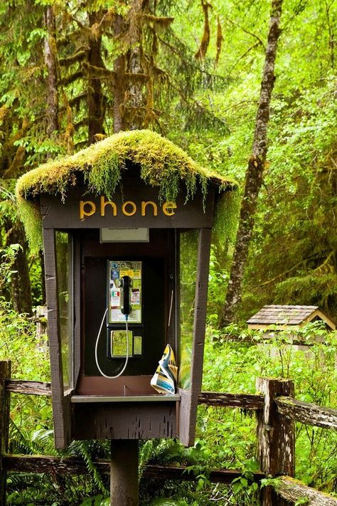 Hall of Moss, Hoh Rainforest Hoh Rainforest, Olympic National Forest, Telephone Box, Telephone Booth, Phone Box, Vintage Phones, H Design, Phone Booth, Vintage Telephone