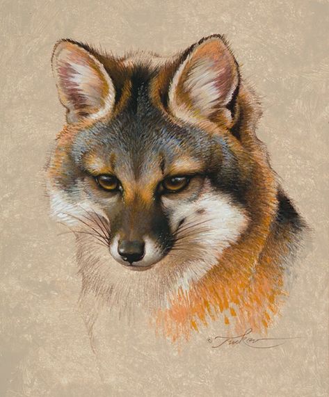 Ezra Tucker, Fox Pencil Drawing, Fox Portrait, Fantasy People, Fox Artwork, Fox Drawing, Fox Painting, Fox Illustration, Grey Fox