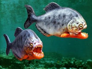 amazon forest animals | Piranha Amazon Rainforest Animals Dangerous Fish, Amazon Rainforest Animals, Scary Fish, Rainforest Biome, Piranha Fish, Deadly Creatures, Creature Marine, River Monsters, Rainforest Animals