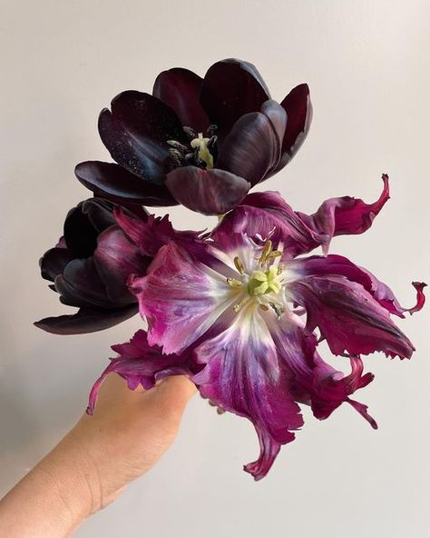 Teresa Yang Fung | Floral Photographer on Instagram: "Tulip stunners ✨ “Queen of the Night” and “Negrita Parrot” make the perfect pairing • • • • • #springbulbs #tulips #tulip #tuliplover #tulipgarden #springgarden #parrottulips #doubletulips #springflowers #purpleflowers #blackflowers #blackflower#cutflowergarden #cutflowergardener #floristgardener #growingflowers #flowersandotherstories #flowerphotography #floralportrait #botanicalphotography #flowerobsession #floweraddiction #floweraddict # Pantone Violet, Parrot Tulip, Plants Tips, Flower Varieties, Queen Of The Night, Parrot Tulips, Ivy House, Purple Mauve, Tulips Garden