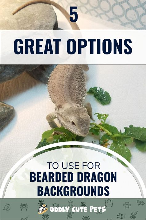 Are you changing up your bearded dragon habitat background? Backgrounds are fun to use and they're good for your pet since they'll close of outside views which may cause them stress. We've covered some excellent background options for bearded dragon tanks and they're quick and easy solutions to quickly improve the look of their environment. #animals #pets #reptiles #lizards #beardeddragon Bearded Dragon Tank Background, Bearded Dragon Background, Diy Bearded Dragon Background, Bearded Dragons Habitat, Reptile Background, Bearded Dragon Play Pen, Bearded Dragon Cage Ideas Diy, Diy Bearded Dragon Decor, Cute Bearded Dragon Tank