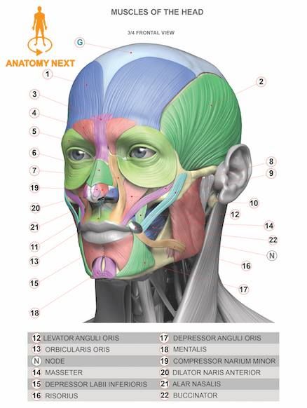 https://www.facebook.com/Anatomy4Sculptors/photos/pcb.954078484691301/954077561358060/?type=3 Anatomy Head, Neck Anatomy, Muscle Diagram, Head Muscles, Head Anatomy, Facial Anatomy, Face Structure, Face Anatomy, Anatomy Sculpture