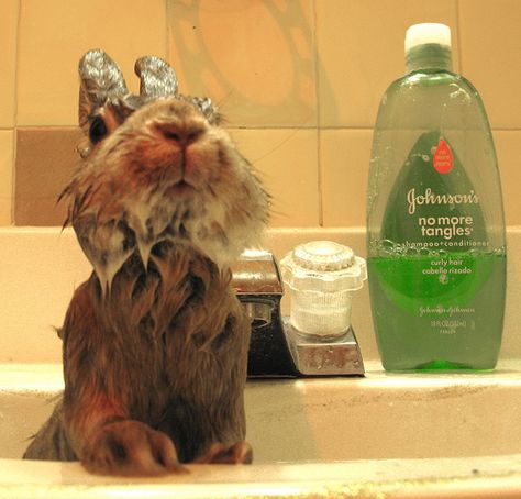 Wet Wabbit Funny Bunnies, Back To Nature, Sweet Animals, Bath Time, Cute Bunny, Animals Friends, Bunny Rabbit, Beautiful Creatures, Rabbits