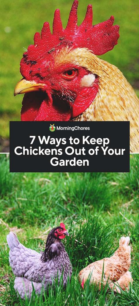 Landscaping With Chickens, Landscaping Chicken Coop Ideas, How To Keep Chickens Out Of Garden, How To Keep Chickens, Chicken Feeder Diy, Durian Fruit, Raising Chicks, Homestead Life, Living Off The Grid