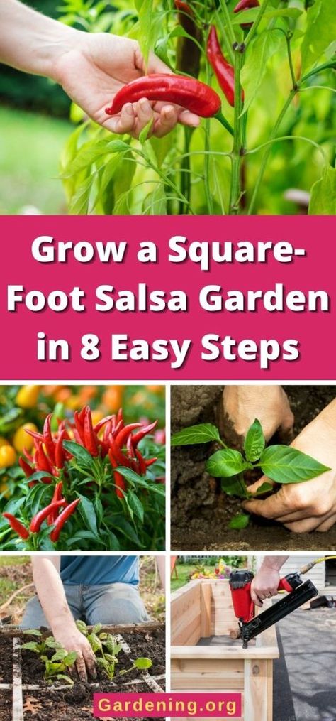 Salsa Garden, Garden Grid, Square Foot Garden, Homemade Hot Sauce, Red Salsa, How To Make Salsa, Succession Planting, Garden Frame, Tomato Cages