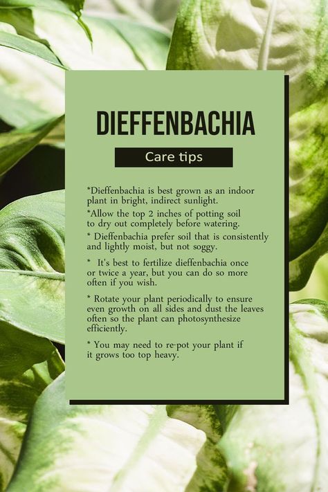 Dieffenbachia Care, Dieffenbachia Houseplant, Plant Care Houseplant, Plant Journal, Succulent Garden Diy, Inside Plants, House Plant Care, House Plants Indoor, Foliage Plants