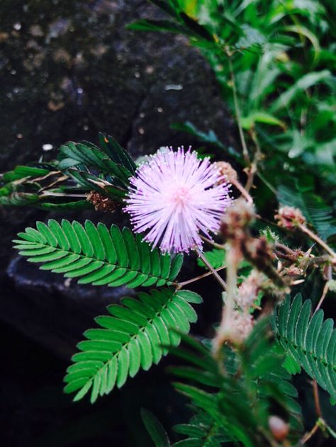 Makahiya Plant, Shy Plant, Painted Ideas, Barber Logo, Sensitive Plant, Lighthouse Keeper, Floral Tattoo Sleeve, Favourite Flowers, Flower Gardening