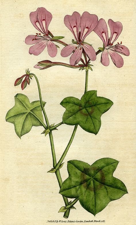 https://flic.kr/p/v21kio | Ivy leaved geranium, geranium peltatum | Ivy leaved geranium, geranium peltatum, illustration from a book published by William Curtis in 1787.   ACM907.6.4  DPABRH55 Color Pencil Drawings, The Botanist, Plant Prints, French Paintings, Illustration Botanique, Vintage Botanical Prints, Botanical Poster, Botanical Illustrations, Floral Prints Art