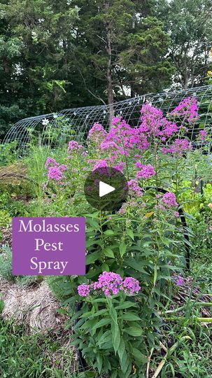 93K views · 7.1K reactions | Say good bye to Japanese beetles! Finally!!

When my friend Mareen @sugarbushfarmstn told me this trick, I thought it sounded too good to be true. But for the small price of one container of blackstrap molasses, I figured why not give it a try. 

Two applications later, and I saw one Japanese beetle in my garden today. One!! I would generally have way more than that! 

I also have less cabbage worms on my collard greens. And less squash bugs. This spray feels like the icing on the cake of all the pest control I use!

Out of all the pest control I’ve tried thus far, weekly diluted molasses foliar spray has been the fastest acting. If you give it a try, let me know what you think! 

The organic blackstrap molasses came from Amazon. If you want a quick way to find Japanese Beetle, Pest Spray, Propagate Plants, Diy Bug Spray, The Pest, Squash Bugs, Cabbage Worms, Edible Gardens, Foliar Spray