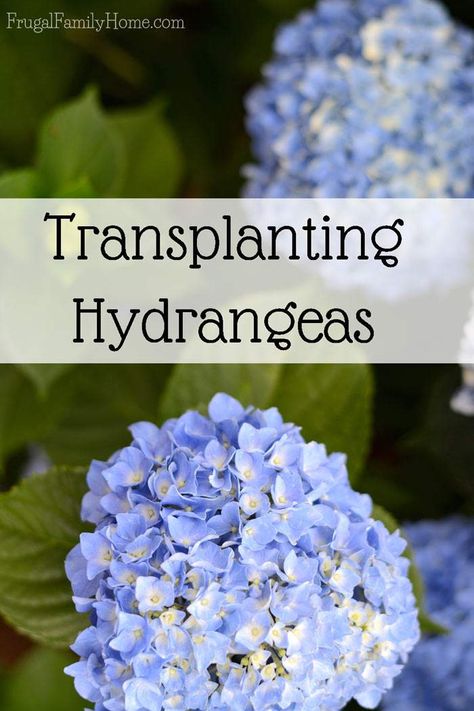 Transplanting Hydrangeas, How To Grow Hydrangeas, Hydrangeas Flowers, Pruning Plants, Hydrangea Care, Hydrangea Colors, Growing Hydrangeas, Hydrangea Garden, Planting Hydrangeas