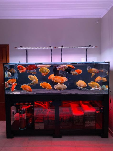 Monster Tank Aquarium, Oscar Fish Tank, Aquarium Sump, Discus Aquarium, Oscar Fish, Monster Fish, Ikan Air Tawar, Aqua Tank, Amazing Aquariums