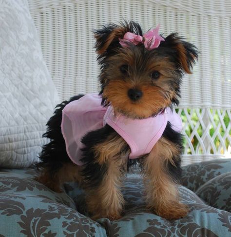 Lola, female yorkie puppy for sale Female Puppy Accessories, Yorkie Breeders, Toy Yorkie, Yorkie Puppies For Sale, Yorkshire Terrier Teacup, Yorkies For Sale, Princesa Charlotte, Teacup Yorkie Puppy, Cute Puppy Breeds