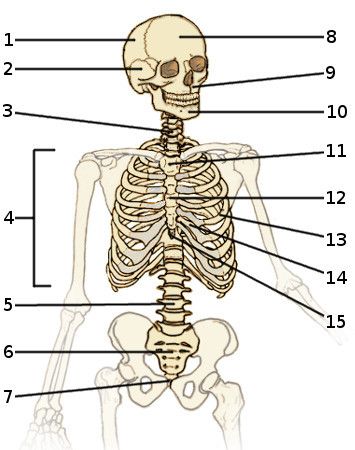 Skeleton Front View, Skeleton Worksheet, Biology Posters, Skeletal System Activities, Appendicular Skeleton, Skeletal Anatomy, Skeletal System Worksheet, Axial Skeleton, Human Body Worksheets