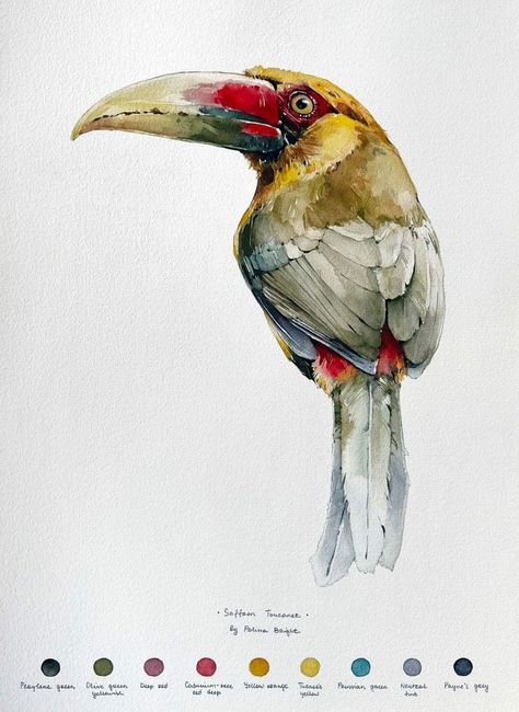 Saffron Toucanet by Polina Bright Polina Bright, Watercolour Ideas, Watercolor Bird, Reference Photos, Birds, Color, Art