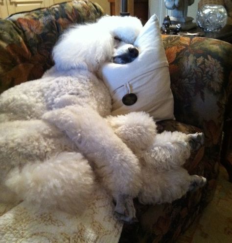 poodle sleep Sleep Positions, Poodle Grooming, Indoor Dog, Miniature Poodle, Poodle Puppy, Bad Dog, White Dog, Standard Poodle, Poodle Dog