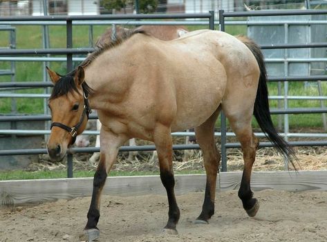 Buckskin Roan <3 Buckskin Roan Horse, Buckskin Roan, Roan Horse, American Quarter Horse Association, Buckskin Horse, Horse Reference, Horse Coats, Horse Ideas, Horse Colors