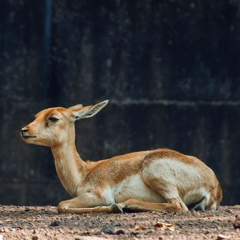 Deer Sitting Drawing, Deer Sitting Down, Deer Lying Down, Deer Laying Down, Deer Reference Photo, Deer Poses, Deer Sitting, Deer Sketch, Big Deer