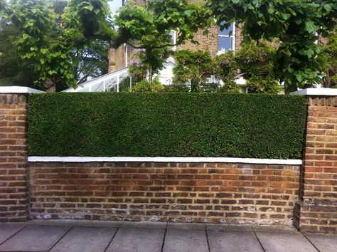 The privet hedges at the front of the property are a prominent feature, pruned once a fortnight to encourage tiny foliage and an elegance not normally associated with privet hedging. Raworth Gardens, UK Front Wall Ideas, Front Garden Fence, Front Yard Hedges, Front Garden Wall, Hedge Fence, Hedge Ideas, Brick Wall Gardens, Front Driveway, Garden Hedges