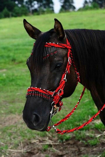 H Beaded Browband, Gaited Horses, Unusual Horse, Equestrian Helmets, Equestrian Helmet, Types Of Horses, Horse Bridle, Horse Equipment, Riding Hats