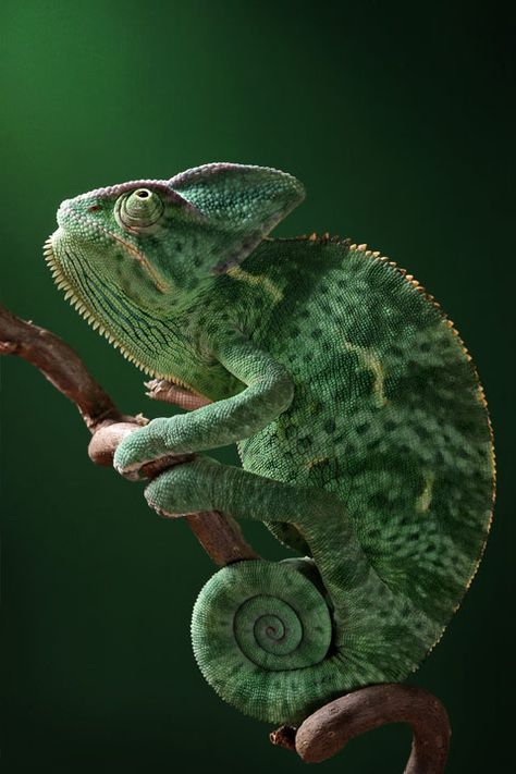 Photographer Igor Siwanowicz's images of reptiles and amphibians. Camilion Drawings, Macro Fotografia, Veiled Chameleon, Directed Drawing, Drawing Lesson, Paint Colours, Reptiles And Amphibians, Arte Animal, Dark Background