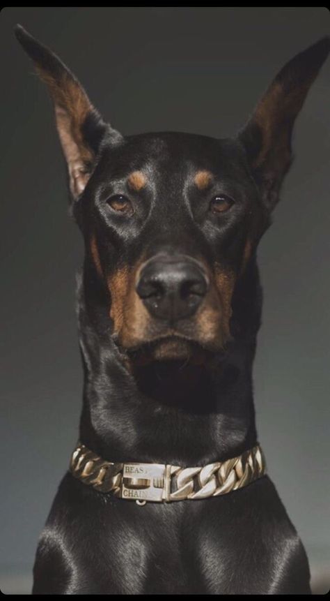 Dobermann Aesthetic, German Doberman, Perro Doberman Pinscher, Black Doberman, Doberman Pinscher Puppy, Doberman Love, Doberman Pinscher Dog, Scary Dogs, Doberman Puppy