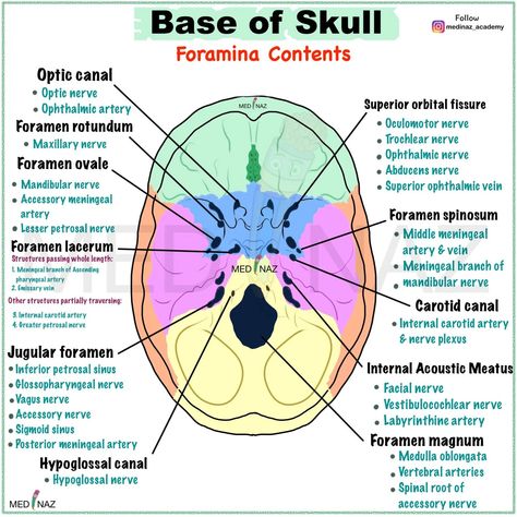 Foramina Of The Skull, Skull Structure Anatomy, Anatomy Of Skull, Skull Diagram, Human Skull Anatomy, Dental Cover, Pt School, Anatomy Notes, Dental Assistant Study