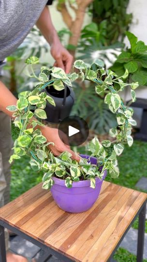 3.4M views · 187K reactions | Money plant diy ideas part 1
Plant used : njoy pothos
Materials used :-
-metal wire with plastic coating
-super glue 
-cable tie

#moneyplant #njoypothos #diyideas #gardendiy | 𝑻𝒉𝒆 𝑮𝒂𝒓𝒅𝒆𝒏𝒆𝒓 𝒃𝒚 𝑭𝒂𝒚𝒂𝒔 | Vishnu Vijay · Mazhavillile Plastic Plants Decor Ideas, Money Plant Decoration Indoor, Patio Hanging Plants Ideas, Pothos Plant Ideas, Indoor Money Plant Decor Ideas, Patio Hanging Plants, Money Plant Hanging Ideas, Pothos Plant Decor Ideas, Money Plant Decor Ideas