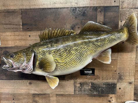 Walleye Fish Replica. 15lbs. 7 Oz. - Etsy Walleye Fish, Animal Mounts, Basement Bar Plans, Fish Mounts, Bar Plans, Walleye Fishing, Wooden Fish, Basement Bar, Taxidermy