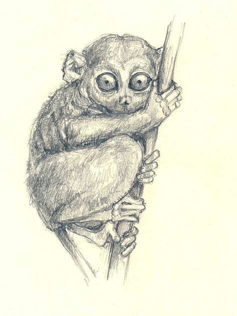 Tarsier Drawing, Realistic Animal Drawings, Frog Art, Pen Drawing, Pencil Sketch, Pencil Drawing, Animal Drawings, Pencil Drawings, Colored Pencils