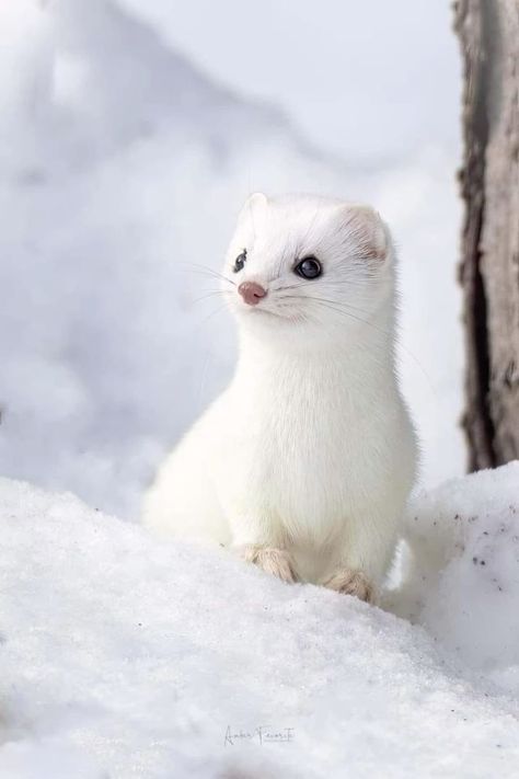 White Ermine, White Ferret, Snow Animals, Cute Ferrets, Cute Small Animals, Wallpapers Desktop, Cool Wallpapers, Super Cute Animals, Winter Animals