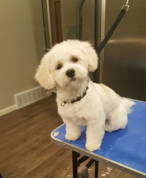 Maltese Mix Haircut, Malshipoo Haircuts, Maltipoo Haircut Styles, Maltese Dogs Haircuts, Maltipoo Haircuts, Bichon Havanese, Havanese Haircuts, Dog Grooming Diy, Cute White Dogs