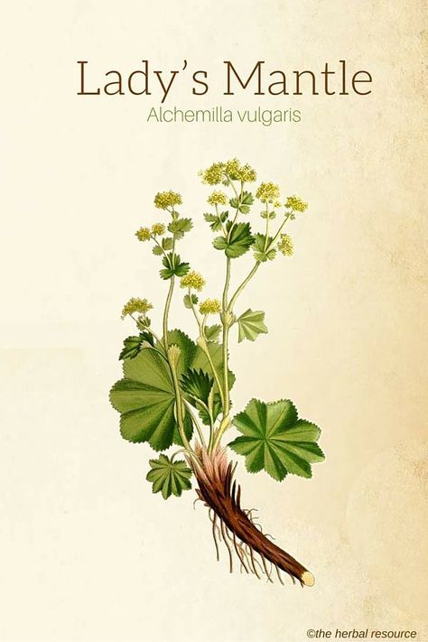 Lady’s Mantle (Alchemilla vulgaris) Lady's Mantle, Medical Herbs, Magia Das Ervas, Medicinal Herb, Herbal Plants, Herbal Apothecary, Healing Plants, Illustration Botanique, Herbal Healing