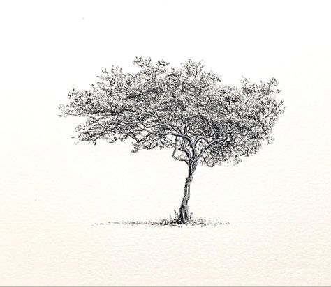 Tree Ink Drawing, Marula Tree, Tree Black And White, Philip Larkin, Tree Tattoos, Tree Sketches, Original Ink Drawing, Tree Illustration, Ink Sketch