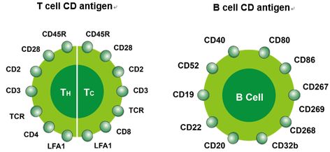 Cluster of Differentiation (CD Markers) Mnemonics - https://epomedicine.com/medical-students/cluster-differentiation-cd-markers-mnemonics/ Langerhans Cell Histiocytosis, Medical Microbiology, Langerhans Cell, Flow Cytometry, Cell Line, T Cell, Pharmacology, Microbiology, School Of Medicine