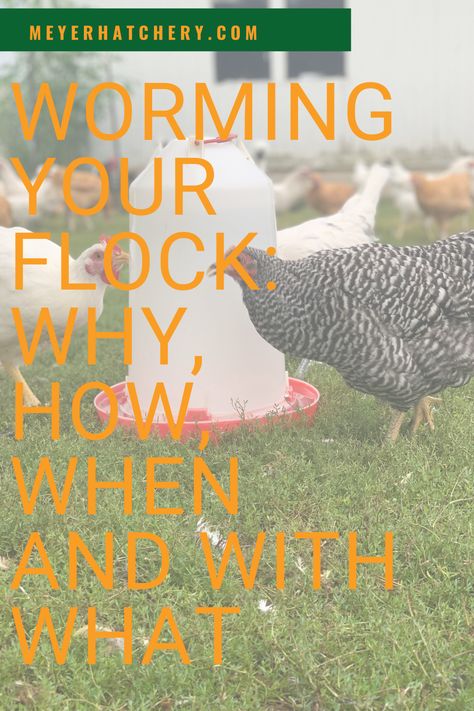 If you have chickens, they probably have worms. Learn the why, how, when, and with what to worming your flock over on the blog. How To Worm Chickens, How To Keep Chickens Out Of Garden, Worming Chickens, Quail Garden, Chicken Hatchery, What To Feed Chickens, Feed Chickens, Chicken Tips, Feeding Chickens