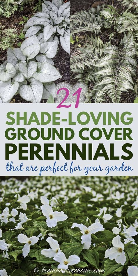 Plant these shade-loving #perennial ground cover plants under bushes and trees to help prevent weeds from growing and add some beautiful flowers to your garden. Shade Loving Ground Cover, Ground Cover Perennials, Ground Orchids, Perennial Ground Cover, Japanese Painted Fern, Plants Under Trees, Shade Loving Perennials, Shade Garden Plants, Acid Loving Plants