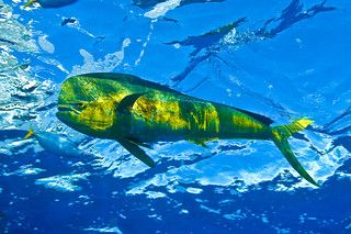 Dolphinfish, Brazil | © Guy Marcovaldi | IUCNweb | Flickr Dolphin Fish, Bawah Air, Fauna Marina, Salt Water Fishing, Yellow Fish, Fishing Photography, Cool Fish, Ocean Fishing, Water Life