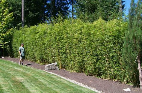 Bamboo Privacy Fence, Bamboo Hedge, Bamboo Landscape, Clumping Bamboo, Bamboo Privacy, Fence Plants, Privacy Plants, Hosta Gardens, Privacy Landscaping