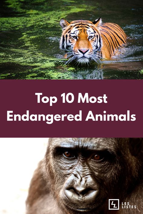 Endangered Animals Poster, Endangered Animals Lessons, Animal List, Animals Endangered, Most Dangerous Animals, Animal Lessons, 10 Animals, Extinct Species, Genius Hour