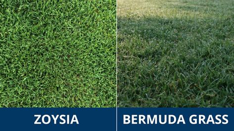 Zoysia vs. Bermuda Grass | Sod University | Sod Solutions Bermuda Sod, Family Yard Games, Family Yard, Zoysia Grass, Tall Fescue, Bermuda Grass, Cozy Minimalist, Yard Games, Artificial Turf