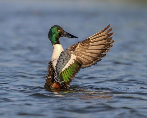 Shoveler Duck, Northern Shoveler, Duck Species, Wildlife Of India, List Of Birds, Duck Pictures, Tropical Africa, Bird Identification, World Birds