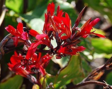 Elwyn 15 Canna Edulis Plant Seeds Plant Seeds, Planting Seeds, Seeds, Plants