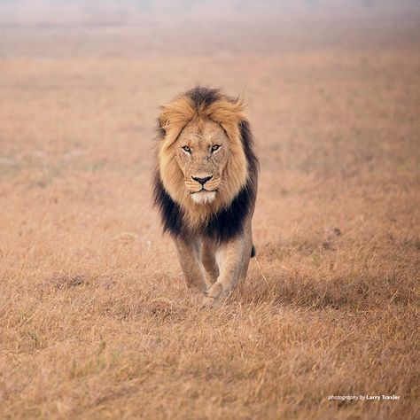 Lion Nature, Lion Walking, Eco Tourism, Male Lion, African Wildlife, Nature Animals, Wild Cats, Savannah, Savannah Chat