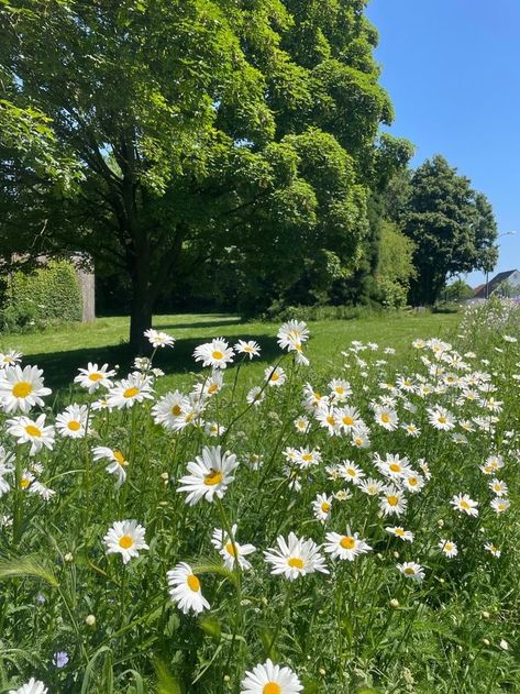 Home / X 숲 사진, Daisy Field, Nothing But Flowers, Garden Pictures, Flower Therapy, Gap Year, Spring Aesthetic, Nature Girl, Flower Beauty