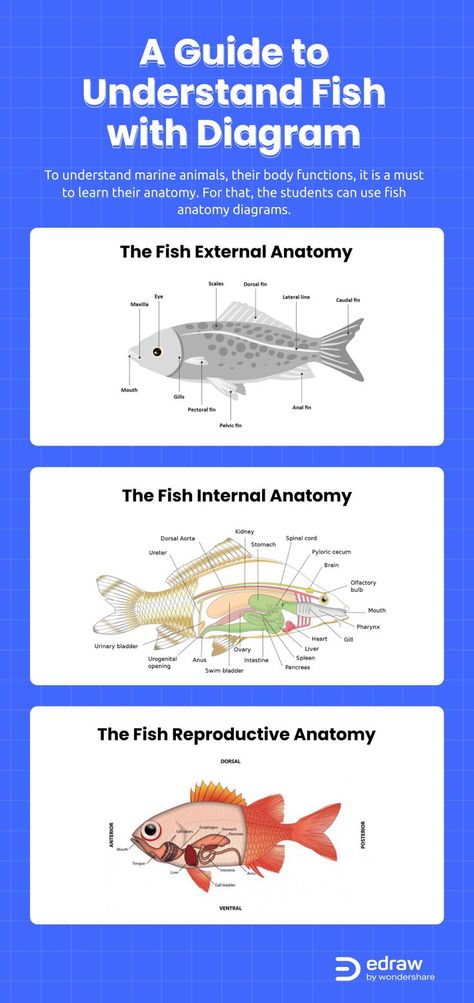 For the fish anatomy of a fish, the internal mechanisms and features of some species can be different too. It is important to know the anatomical position terms clearly. Click through, learn more about fish anatomy and create by yourself. #FishAnatomy #AnatomyTemplates Fish Anatomy Illustration, Fish Dissection, Kidney Diagram, Fish Diagram, Fish Infographic, Anatomical Position, Science Diagram, Fish Anatomy, Tissue Biology