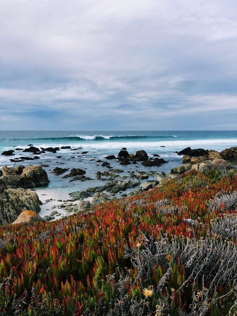 A road trip guide to California's gorgeous central coast Central Coast California, Monterey Peninsula, Perfect Road Trip, California Garden, Wild Forest, Central California, California Art, Central Coast, North America Travel