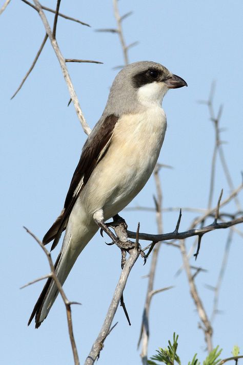 Shrike Drawing, Shrike Aesthetic, Shrike Tattoo, Critter Tattoo, Loggerhead Shrike, Kruger National Park South Africa, The Thorn Birds, Ap Drawing, Wildlife Biologist